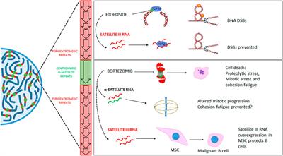 LncRNAs-associated to genomic instability: A barrier to cancer therapy effectiveness